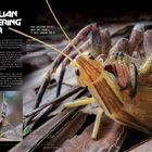 "Brazilian Wandering Spider." Eine Spinne hält ein Insekt im Maul. Nahaufnahme, detailreiche Textur mit haarigen Beinen.