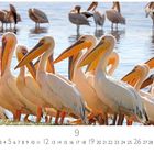 Text: "Pelikane am Lake Nakuru", "9", Tage 1-30, "CASARES EDITION". Mehrere Pelikane am Wasser, einige im Hintergrund.