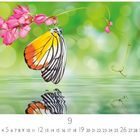 Monatszahl 9 mit Kalenderdaten darunter. Schmetterling mit orange-gelben Flügeln auf pinker Blume, spiegelt sich im Wasser.