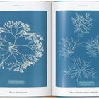 "British Algae", zwei blaue Seiten mit weißen Algenillustrationen, betitelt als "Chylocladia ovalis" und "Gigartina acicularis".