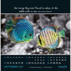 Zitat von Ralph Waldo Emerson, zwei bunte Fische im Wasser, Kalender für September 2027.