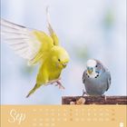 Kalenderblatt "Sep" mit Wellensittichen: Ein gelber fliegt, ein blauer sitzt auf einem Ast.