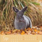 Sep, Kalender mit Tagen des Monats. Ein graues Kaninchen sitzt zwischen Herbstblättern mit Hintergrund aus Grashalmen.