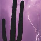 Text: "Blitz über einer Kaktuspflanze, Arizona, USA. SEPTEMBER"

Ein großer Kaktus vor einem violett beleuchteten Himmel mit Blitzen. Darunter ein Kalender.