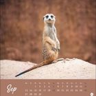Sep, Kalender mit einem Erdmännchen aufrecht stehend auf Sandhügel.