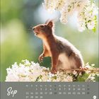 „Sep“ und Monatskalender sind sichtbar. Eichhörnchen auf Ast mit weißen Blüten im Sonnenlicht.