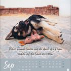 "Wahre Freunde tanzen mit dir durch den Regen, anstatt auf die Sonne zu warten." Ein Hund liegt entspannt auf dem Boden.