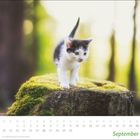 Kalender: September. Ein kleines Kätzchen steht auf einem mit Moos bedeckten Baumstumpf im Wald.