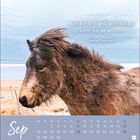 Zitat: "Wenn man nicht weiß, wohin man will, kommt man am weitesten." Kalenderseite September mit Esel am Strand.
