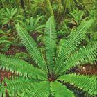 Septemberkalender mit Farnen und moosbewachsenen Bäumen in einem üppigen grünen Wald.