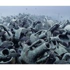 Seitenzahlen 56 links unten und 57 rechts unten. Unterwasseraufnahme von antiken Amphoren, umgeben von gestreiften Fischen.