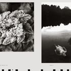 094 LIZARDS MAKING LOVE, links: Eidechsen auf Blume. Rechts OPHELIA, Frau schwimmt im See.