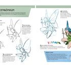 "Die Feenkönigin" zeigt die Schritte zur Zeichnung einer Feenfigur. Skizzen und Illustrationen zeigen den Prozess von der Grundstruktur bis zur farbigen Ausarbeitung. Verschiedene Schritte beschreiben Details wie Gelenkpositionen, Körperform und Farbgebung. Ein Profi-Tipp erklärt die Flügelstruktur.