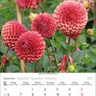 Kalenderblatt für September 2027 mit leuchtend roten Dahlienblüten und Kalenderwochen im Vordergrund.