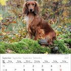 Kalendermonat September 2027. Ein langhaariger Hund sitzt in einem herbstlichen Wald auf moosbedecktem Holz.