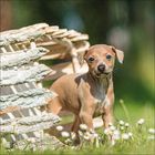 Ein kleiner, brauner Welpe steht im Gras neben einem Holzzaun. Um ihn herum blühen weiße Gänseblümchen.