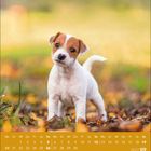 Kalender: September 2027, Wochentage und Daten unten. Ein Welpe steht auf herbstlichem Boden im Hintergrund.