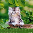 Kalender im September 2027. Ein flauschiges Kätzchen sitzt auf einem Holzstamm, umgeben von grünen Blättern.