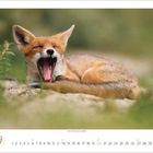 Kalender für September. Ein Fuchs liegt im Gras und gähnt mit weit geöffnetem Maul.