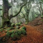 Ein verwunschener Waldweg, gesäumt von bemoosten Steinen und alten Bäumen, verschwindet im Nebel.