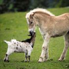 Ein junges Pferd und eine kleine Ziege stehen auf einer grünen Wiese, schnuppern neugierig aneinander.