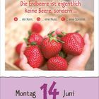 "Die Erdbeere ist eigentlich keine Beere, sondern b... eine Nuss." Montag, 14. Juni. Gehaltene Erdbeeren in Händen.