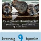Text: Wie lang kann ein Biberdamm werden? a) 30m b) 70m c) 100m. Donnerstag 9 September. Drei Biber am Wasser.
