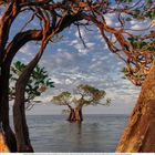 Mangroven im Wasser, Sumba, Indonesien. Kalender vom 1. bis 30. Ein Baum im Meer, umgeben von Ästen, unter bewölktem Himmel.