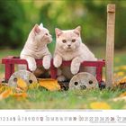 Kalender mit Septemberdaten und zwei cremefarbene Katzen, die in einem roten Holzspielzeugauto sitzen, umgeben von Herbstblättern.