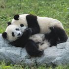 Zwei Pandabären kuscheln auf einem Felsen. Das Gras umgibt sie. Sie wirken entspannt und friedlich.