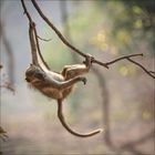 Ein kleiner Affe hängt spielerisch an einem Ast in einer natürlichen, unscharfen Umgebung.