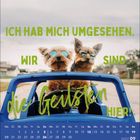 "Ich hab mich umgesehen. Wir sind die Geilsten hier!" Zwei kleine Hunde mit Sonnenbrillen im Spielzeugauto. Kalendarium unten.