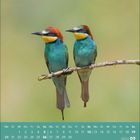 Kalenderblatt für September 2027. Zwei bunt gefiederte Vögel sitzen auf einem Ast vor unscharfem Hintergrund.