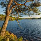 Kiefer an einem See im Glaskogen-Naturreservat, Schweden. Ein Ufer mit Felsen und Gras, Kalender unten mit September-Daten.