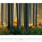 Kalender: September. Wald mit hohen Bäumen, Sonnenlicht scheint durch. Grüne und orange Blätter.