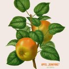 Kalenderblatt mit der Aufschrift "Apfel 'Senkyrke' Malus domestica" und dem Monat September. Zwei Äpfel anzweigen.