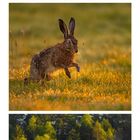Hochmoor, Feldhase, Moorsee. Kalender mit Bildern von Natur und Monat September. Zahl "9" prominent rechts.