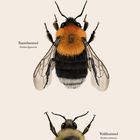 "Gartenhummel", "Baumhummel", "Waldhummel". "September" darunter. Illustrationen von drei Hummeln übereinander.