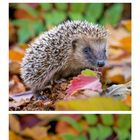Es zeigt Fotos von Igeln im Herbstlaub und einem Kalender für September. Der Kalender hebt den 5. und 19. hervor.