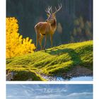 Kalender: September, große gelbe "9". Drei Fotos: Nadelzweig mit Zapfen, Hirsch auf Wiese, Berglandschaft mit Herbstbäumen.