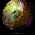 „September“ und Kalendertage unten. Großes, leuchtendes Blütenbild mit grünen und lila Tönen auf schwarzem Hintergrund.