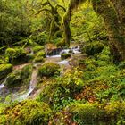 "In den Wäldern sind Dinge, über die nachzudenken man jahrelang im Moos liegen könnte." September-Kalenderblatt, Wald mit Bach.