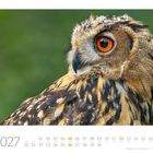 September 2027 Kalender mit Uhu. Der Uhu hat orange Augen und ein geflecktes Federkleid vor verschwommenem Grün.