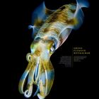 Großflossen-Riffkalmar. September-Kalender. Bild eines leuchtenden Tintenfischs vor schwarzem Hintergrund.