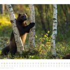 09. Ein Vielfraß steht zwischen Birken in einem bewaldeten Gebiet. Unten sind Kalendertage aufgelistet und hervorgehoben.