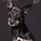 Ein Kalender zeigt Septemberdaten und ein Hundeportrait; der Hund ist schwarz-braun mit aufmerksamem Blick.