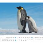 Text: "Kaiserpinguine (Aptenodytes forsteri) - Snow Hill Island". Ein erwachsener und ein junger Kaiserpinguin auf Schnee.