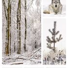 01 Mo, 02 Di, 03 Mi, 04 Do, 05 Fr, 06 Sa, 07 So, 05. Woche 2027, FEBRUAR.  
Links: verschneiter Wald, rechts oben: Wolf im Schnee, rechts unten: kleiner Baum mit Reif.