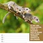 Text: "Es gibt drei Möglichkeiten, etwas zu erledigen: Mach es selber, beauftrage jemanden, verbiete es den Kindern."

Drei kleine Nagetiere sitzen auf einem Ast vor einem verschwommenen grünen Hintergrund. Darunter sind Kalenderdaten für Februar 2027 abgebildet.