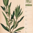 02 FEBRUAR, Woche 05|2027, Olive - Illustration eines Olivenzweigs mit Blättern, Blüten, einer Olive und einem Kern.
